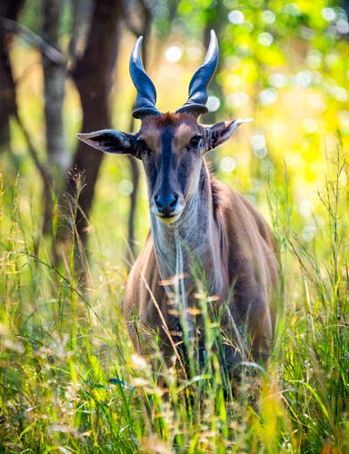 Explore-Malawi-Privat-Geführte-Safaris-Bezahlung-04