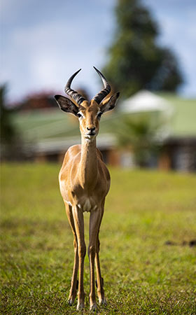 Explore-Malawi-Autovermietung-Selbstfahrertour-Malawi-Reiseroute-Kombination-Malawi-Sambia