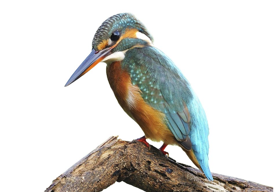 Explore-Malawi-Privat-Geführte-Safaris-Buchungsanfrage