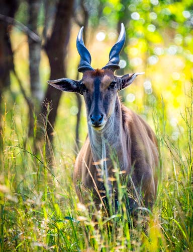 Explore-Malawi-Privat-Geführte-Safaris-Buchungsanfrage-01