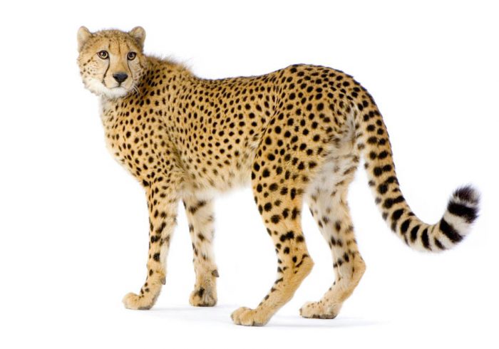 Explore-Malawi-Privat-Geführte-Safaris-Preise-Malawi-Reiserouten