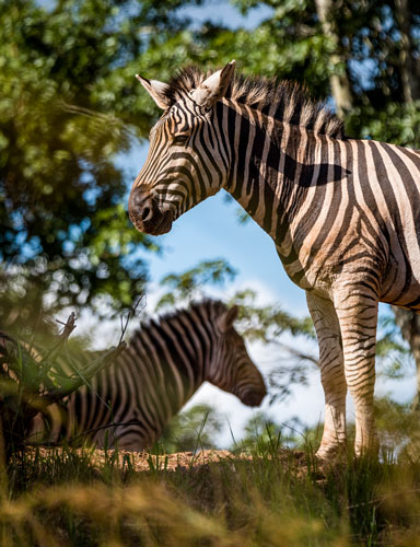 Explore-Malawi-Privat-Geführte-Safaris-Nachhaltiges-Reisen-12