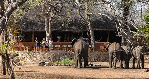 Selbstfahrer Safari Touren Highlights Malawi