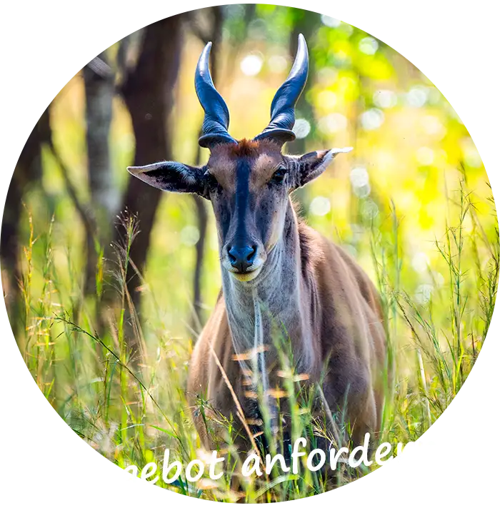 Angebot anfordern Malawi Private und Selbstfahr-Touren