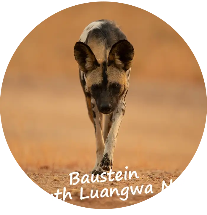 Private Safari Baustein South Luangwa NP Sambia