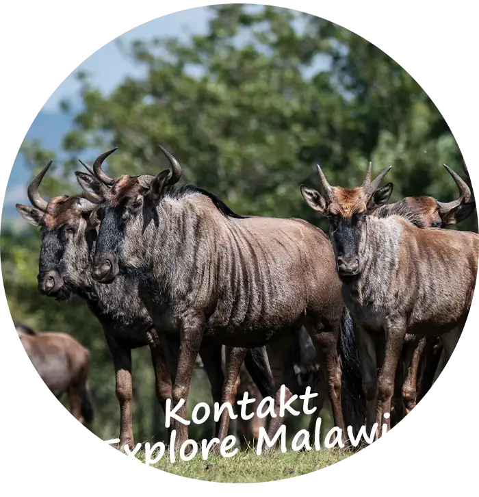 Kontaktiere Explore Malawi-Private und Selbstfahrertouren